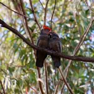 Callocephalon fimbriatum at Moruya, NSW - 22 Oct 2022