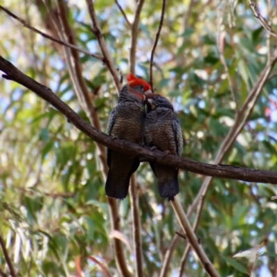 Callocephalon fimbriatum (Gang-gang Cockatoo) at Broulee Moruya Nature Observation Area - 21 Oct 2022 by LisaH