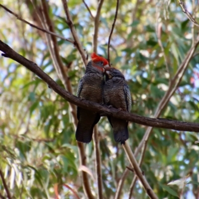 Callocephalon fimbriatum (Gang-gang Cockatoo) at Moruya, NSW - 22 Oct 2022 by LisaH