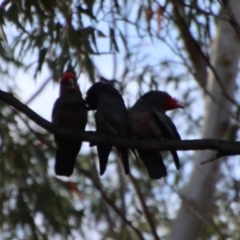 Callocephalon fimbriatum at Moruya, NSW - 22 Oct 2022