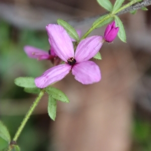 Tetratheca thymifolia at Moruya, NSW - suppressed