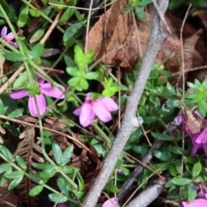 Tetratheca thymifolia at Moruya, NSW - suppressed