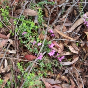 Tetratheca thymifolia at Moruya, NSW - suppressed