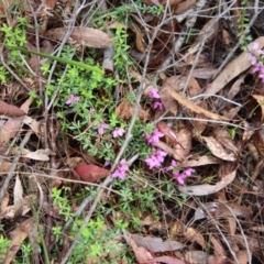 Tetratheca thymifolia at Moruya, NSW - 22 Oct 2022