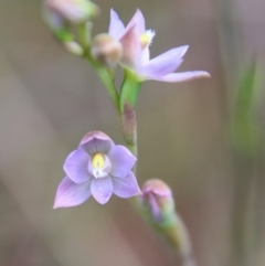 Thelymitra peniculata (Blue Star Sun-orchid) at Moruya, NSW - 22 Oct 2022 by LisaH