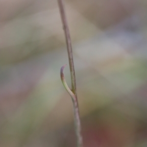 Thelymitra peniculata at Moruya, NSW - 22 Oct 2022