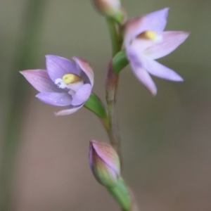 Thelymitra peniculata at Moruya, NSW - 22 Oct 2022