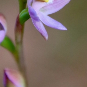 Thelymitra peniculata at Moruya, NSW - 22 Oct 2022