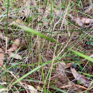 Thelymitra peniculata at Moruya, NSW - 22 Oct 2022