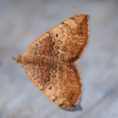Chrysolarentia mecynata (Mecynata Carpet Moth) at Moruya, NSW - 22 Oct 2022 by LisaH