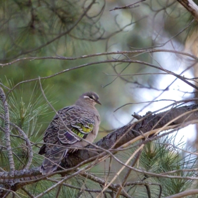 Phaps chalcoptera (Common Bronzewing) at Watson, ACT - 17 Oct 2022 by KorinneM