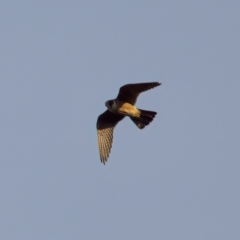 Falco longipennis (Australian Hobby) at Watson, ACT - 17 Oct 2022 by KorinneM