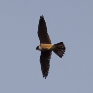 Falco longipennis at Watson, ACT - 17 Oct 2022