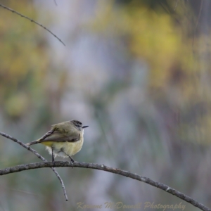 Acanthiza chrysorrhoa at Watson, ACT - 17 Oct 2022