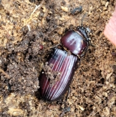 Aulacocyclus edentulus (Passalid beetle) at Bombala, NSW - 21 Oct 2022 by trevorpreston