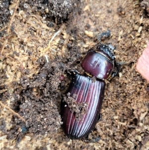 Aulacocyclus edentulus at Bombala, NSW - 22 Oct 2022