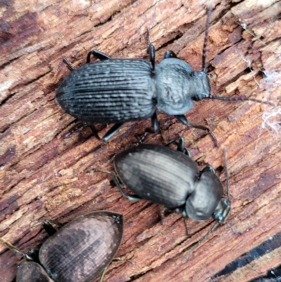 Adelium porcatum (Darkling Beetle) at Bombala, NSW - 22 Oct 2022 by trevorpreston