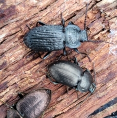 Adelium porcatum (Darkling Beetle) at Endeavour Reserve (Bombala) - 21 Oct 2022 by trevorpreston