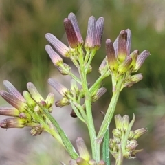 Senecio quadridentatus (Cotton Fireweed) at Bombala, NSW - 22 Oct 2022 by trevorpreston