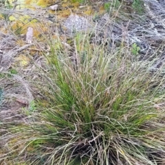 Lepidosperma laterale (Variable Sword Sedge) at Bombala, NSW - 21 Oct 2022 by trevorpreston