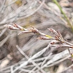 Lepidosperma laterale at Bombala, NSW - 22 Oct 2022