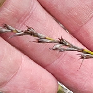 Lepidosperma laterale at Bombala, NSW - 22 Oct 2022