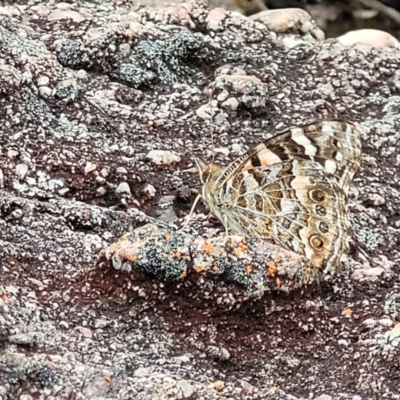 Vanessa kershawi (Australian Painted Lady) at Endeavour Reserve (Bombala) - 21 Oct 2022 by trevorpreston