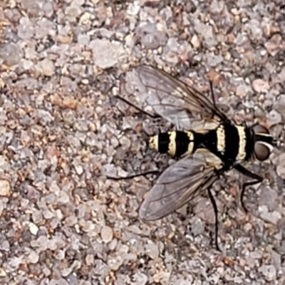 Trigonospila sp. (genus) (A Bristle Fly) at Bombala, NSW - 22 Oct 2022 by trevorpreston