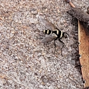 Trigonospila sp. (genus) at Bombala, NSW - 22 Oct 2022