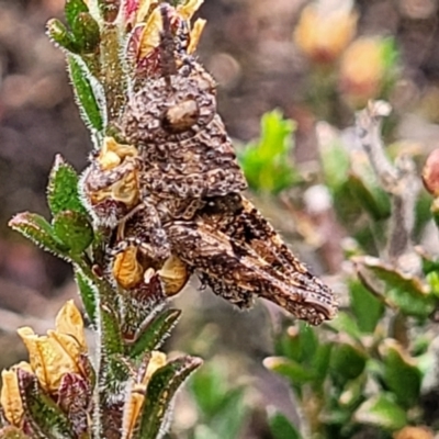 Acrididae sp. (family) (Unidentified Grasshopper) at Bombala, NSW - 21 Oct 2022 by trevorpreston