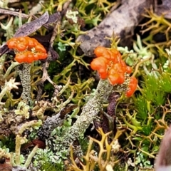 Cladonia sp. (genus) (Cup Lichen) at Bombala, NSW - 21 Oct 2022 by trevorpreston