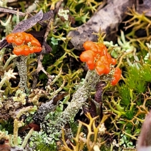 Cladonia sp. (genus) at Bombala, NSW - 22 Oct 2022