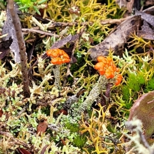 Cladonia sp. (genus) at Bombala, NSW - 22 Oct 2022