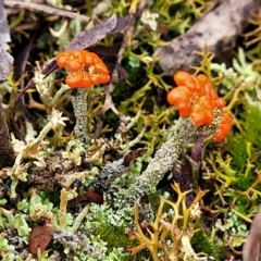 Cladonia sp. (genus) at Bombala, NSW - 22 Oct 2022