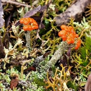 Cladonia sp. (genus) at Bombala, NSW - 22 Oct 2022 09:09 AM