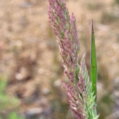 Holcus lanatus (Yorkshire Fog) at Bombala, NSW - 21 Oct 2022 by trevorpreston