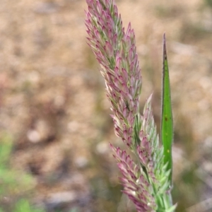 Holcus lanatus at Bombala, NSW - 22 Oct 2022 09:08 AM