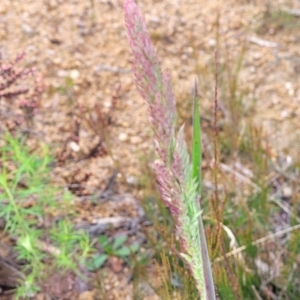 Holcus lanatus at Bombala, NSW - 22 Oct 2022