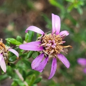 Olearia iodochroa at Bombala, NSW - 22 Oct 2022 09:07 AM