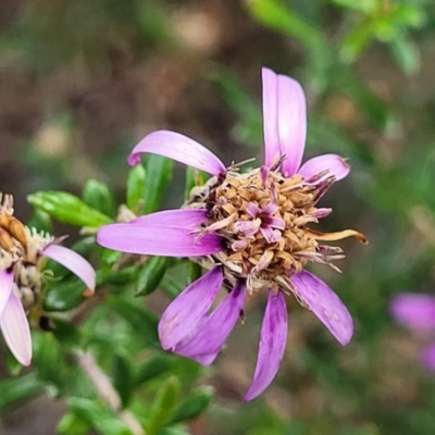 Olearia iodochroa (Violet Daisy-bush) at Endeavour Reserve (Bombala) - 21 Oct 2022 by trevorpreston