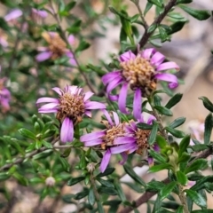 Olearia iodochroa at Bombala, NSW - 22 Oct 2022 09:07 AM