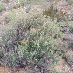 Olearia iodochroa at Bombala, NSW - 22 Oct 2022 09:07 AM