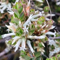 Brachyloma daphnoides at Bombala, NSW - 22 Oct 2022