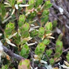 Brachyloma daphnoides at Bombala, NSW - 22 Oct 2022