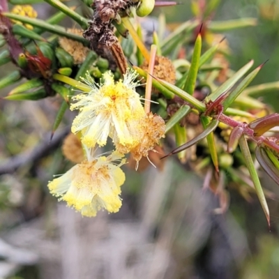 Acacia ulicifolia (Prickly Moses) at Bombala, NSW - 22 Oct 2022 by trevorpreston