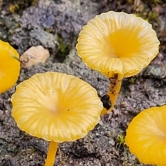 Lichenomphalia chromacea (Yellow Navel) at Bombala, NSW - 21 Oct 2022 by trevorpreston