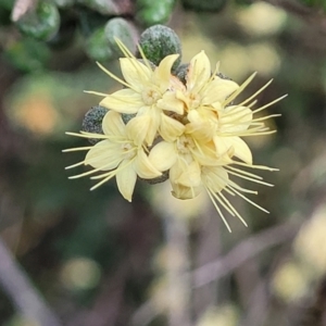 Phebalium squamulosum subsp. ozothamnoides at Bombala, NSW - 22 Oct 2022