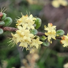 Phebalium squamulosum subsp. ozothamnoides at Bombala, NSW - 22 Oct 2022