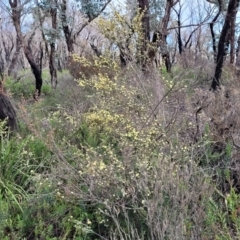 Phebalium squamulosum subsp. ozothamnoides at Bombala, NSW - 22 Oct 2022