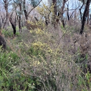 Phebalium squamulosum subsp. ozothamnoides at Bombala, NSW - 22 Oct 2022